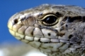 Sand Lizard, female / (Lacerta agilis) / Zauneidechse, weiblich / Echsen, Eidechsen, Nahaufnahme, Detail, close-up